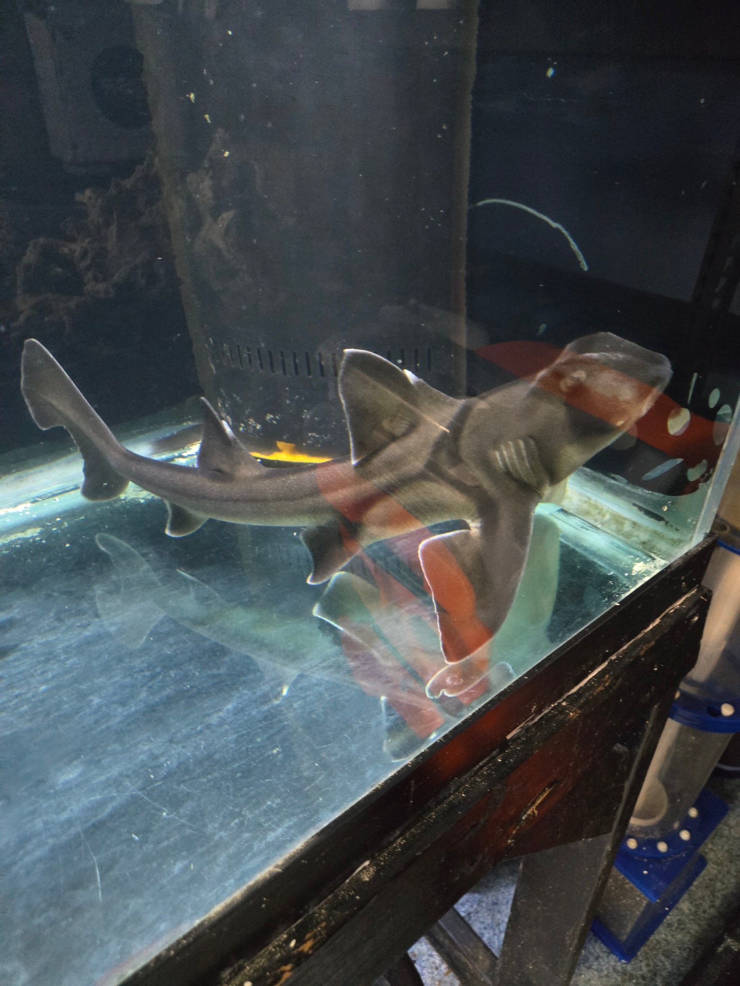 Port Jackson Shark XLG