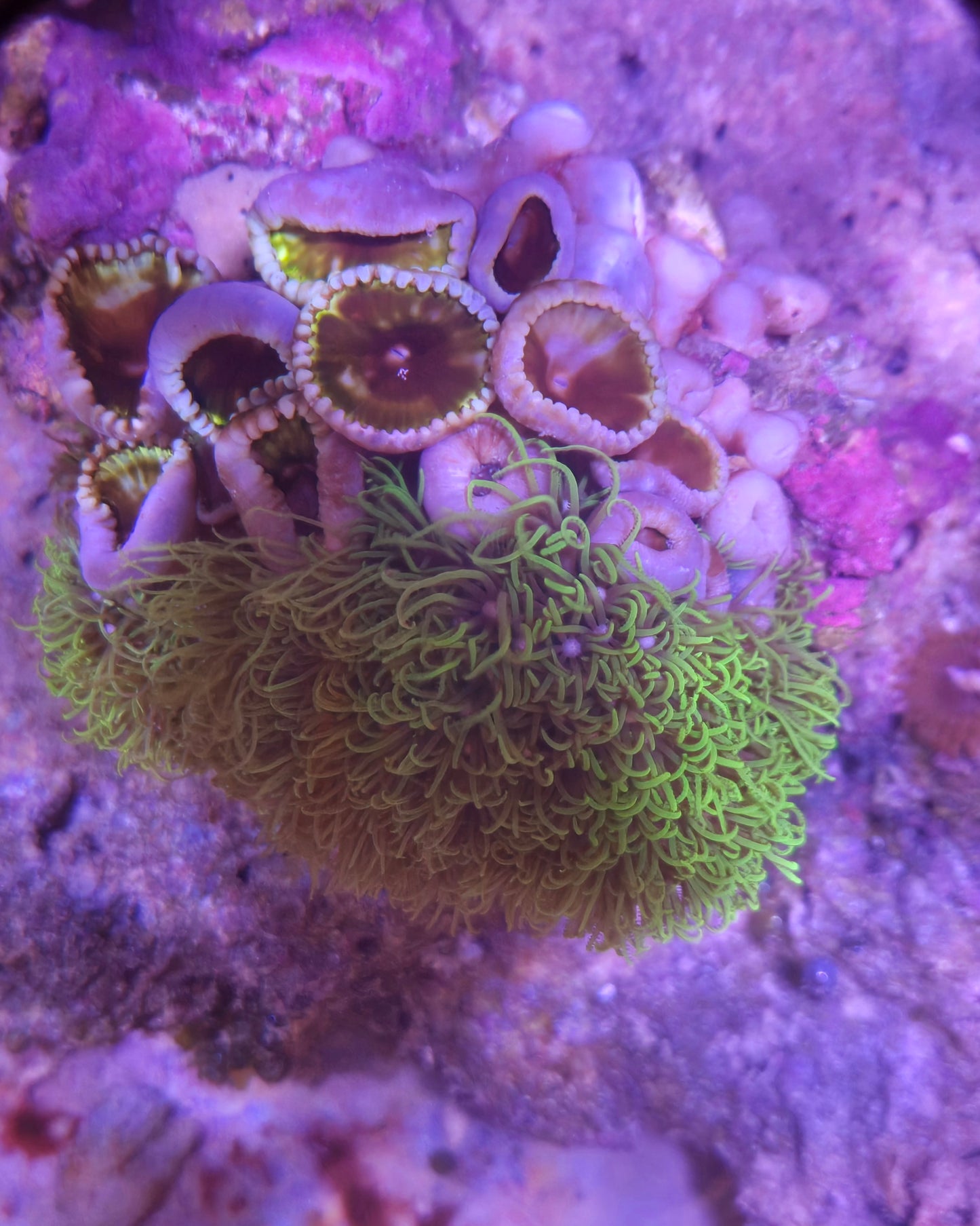 Grandis Paly/ Green Star Polyp Rock