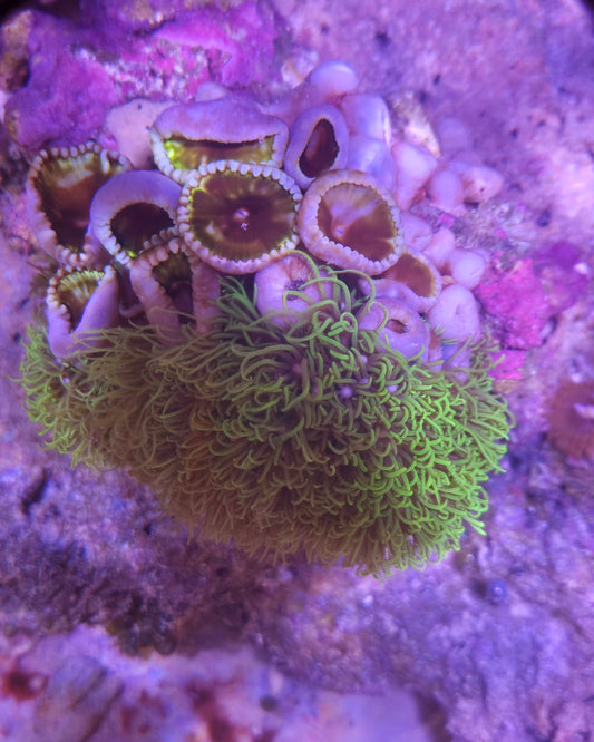 Grandis Paly/ Green Star Polyp Rock