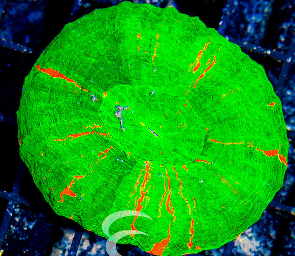 Aussie Scoly Green or Mostly Green