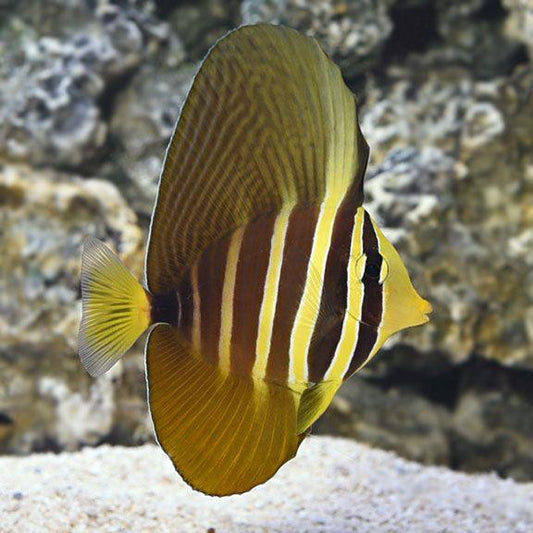 Sailfin Tang XXL