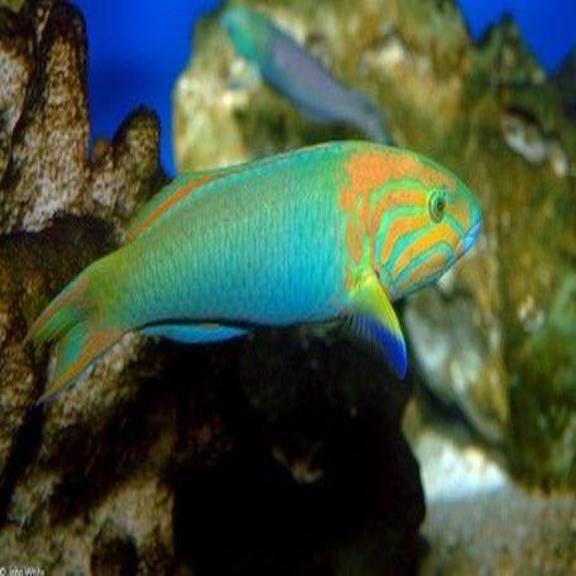 Lime Green Sunset Wrasse