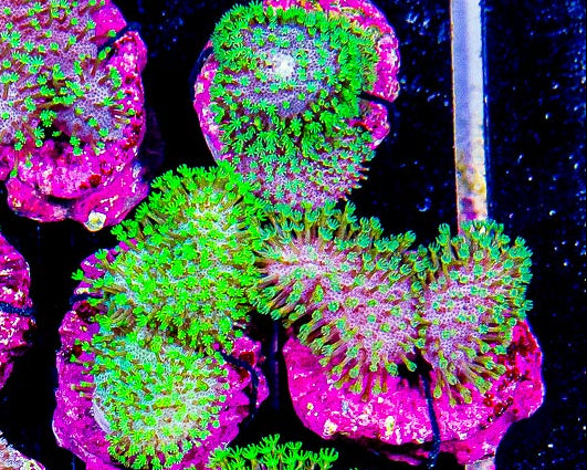 Aussie Crown Leather Frag
