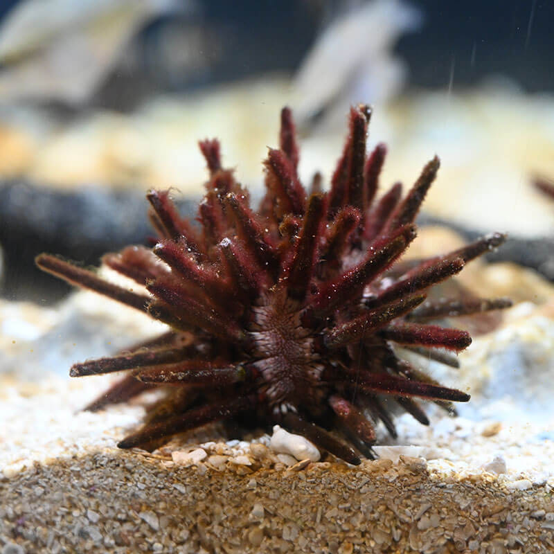 Pencil Urchin