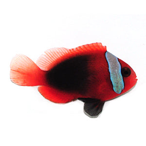 Caledonia Blue Stripe Cinnamon Clownfish
