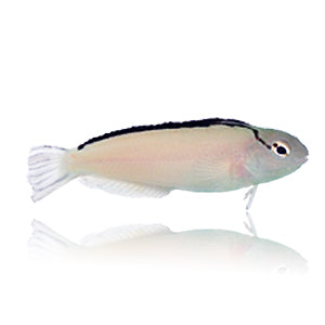 SA Smiths Fang Blenny
