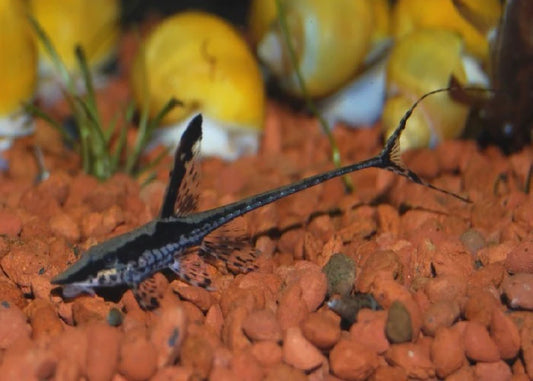 Farlowella Catfish XLG