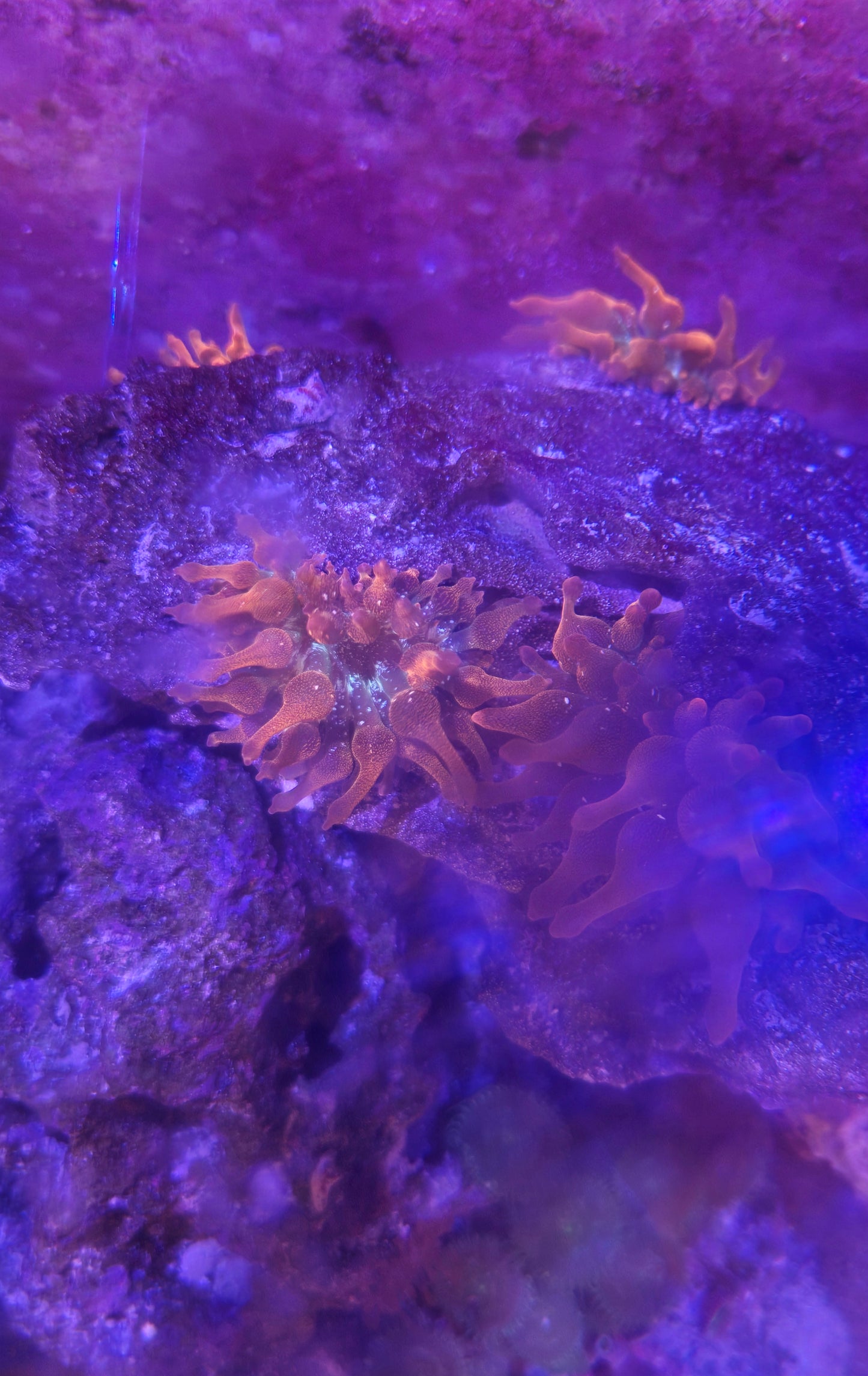 Bubble Tip Anemone Rock