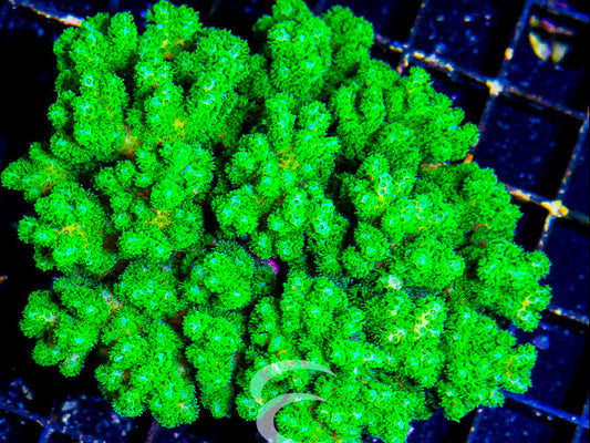 Fiji Pocillopora Green Med