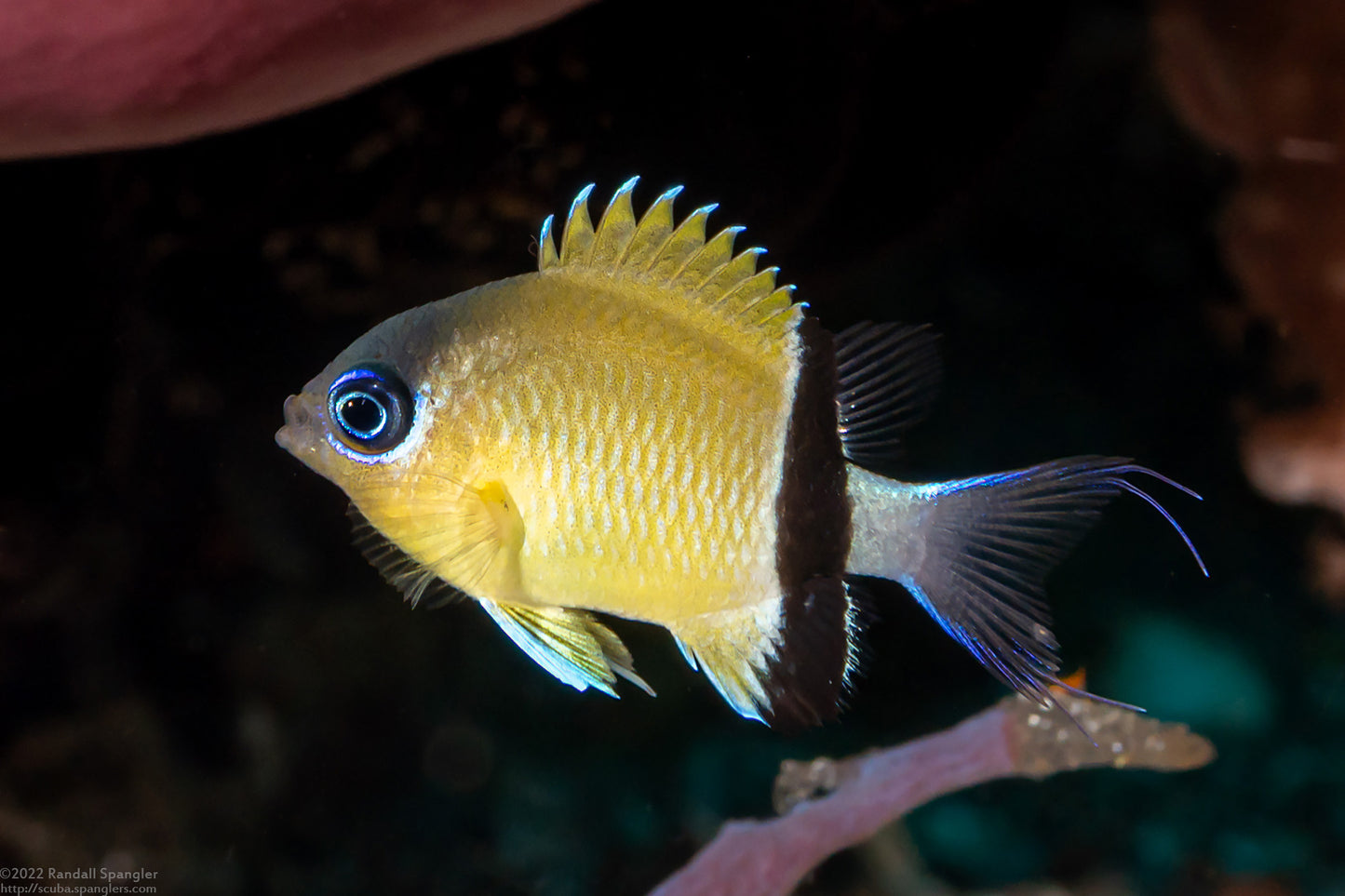 Black Bar Chromis Damsel Med