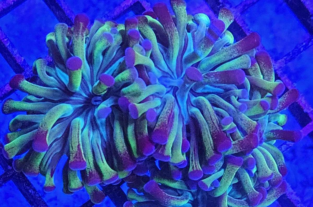 Hammer Coral