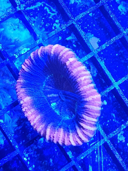 Aussie Red Tide Trachy