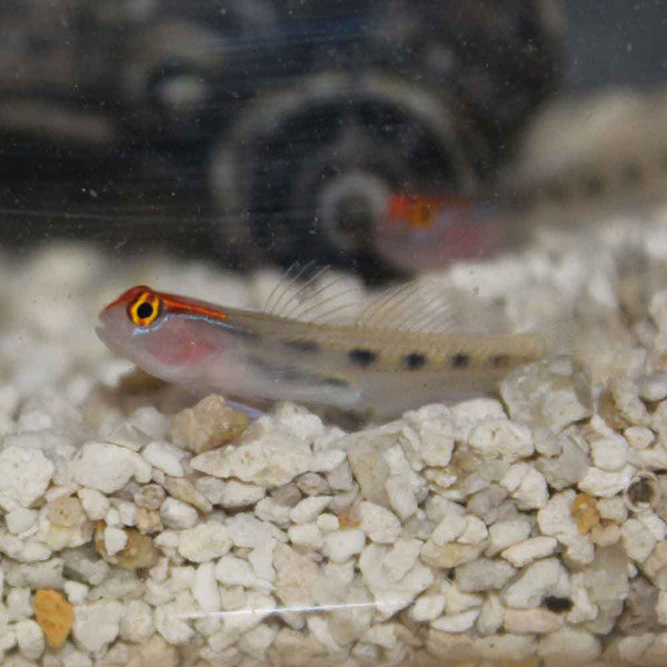 Red Cap Goby
