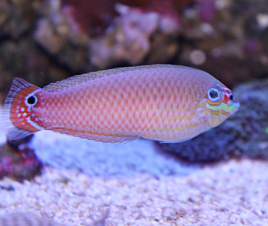 Dusky Margined Wrasse Med