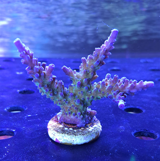 Miyagi Tort Acropora