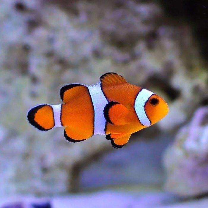 Orange Ocellaris Clownfish Sm