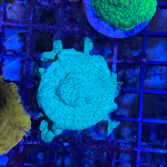 Leptastrea Coral Frag