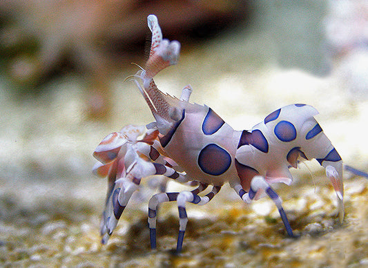 Harlequin Shrimp Med