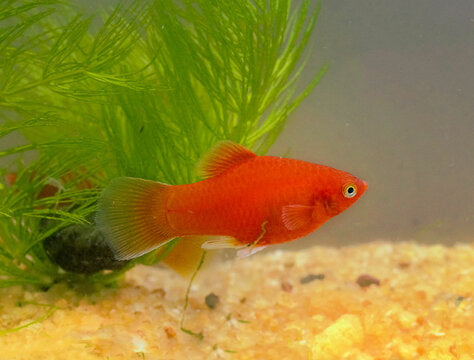 Platy Red Md. (Israel)