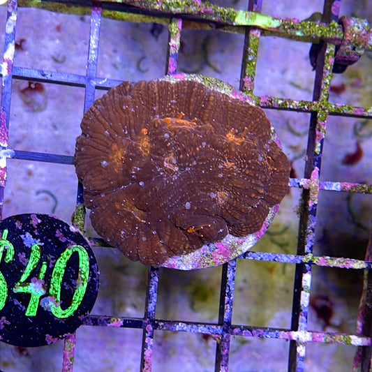 Mix Chalice Coral Frags