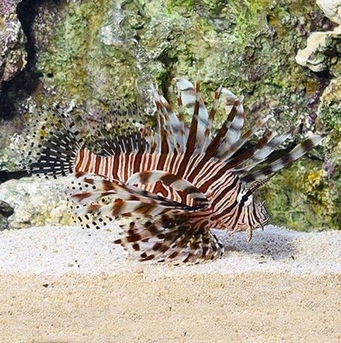 Lionfish Volitan Sm