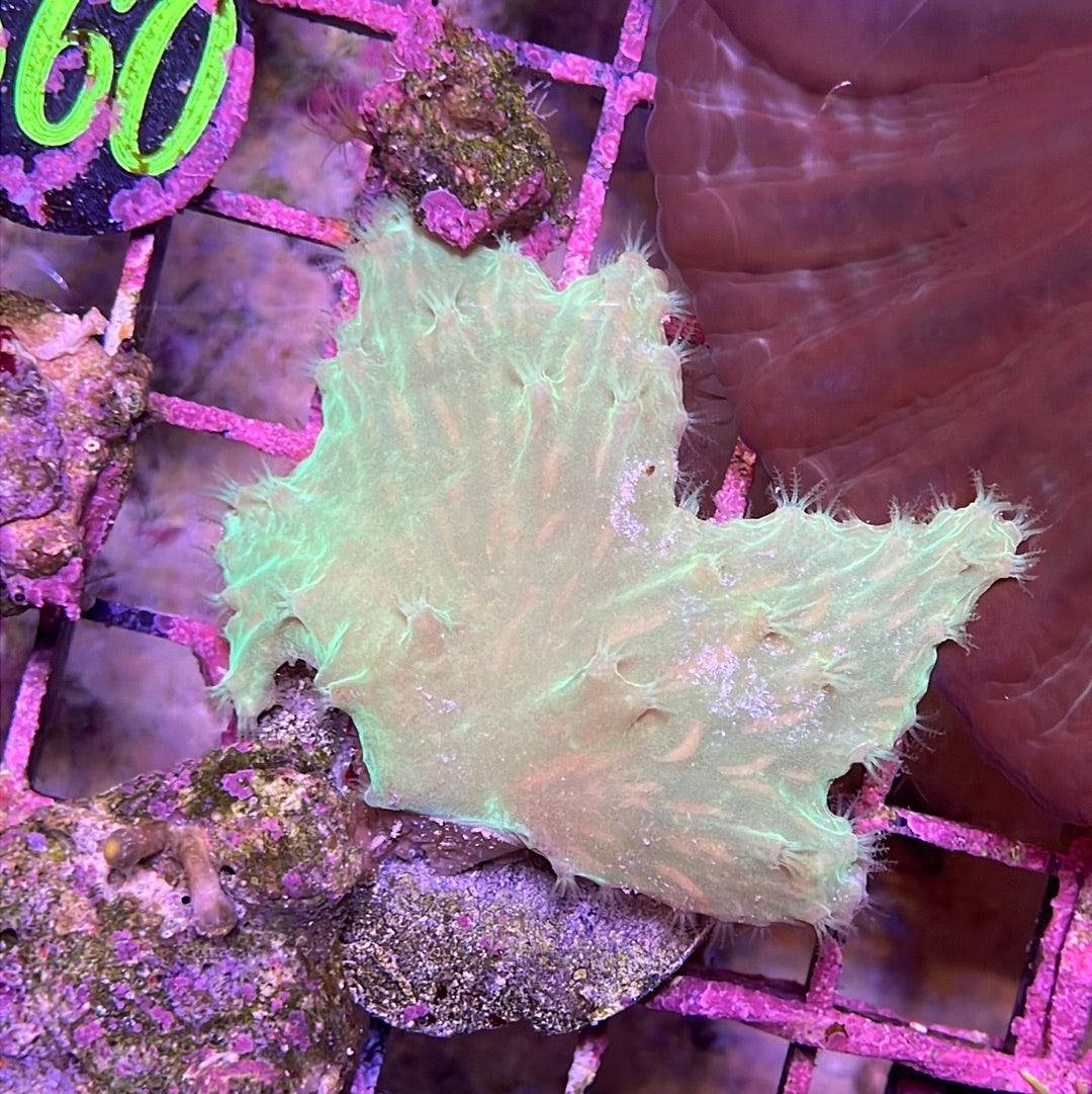 Cabbage Coral Neon Frag