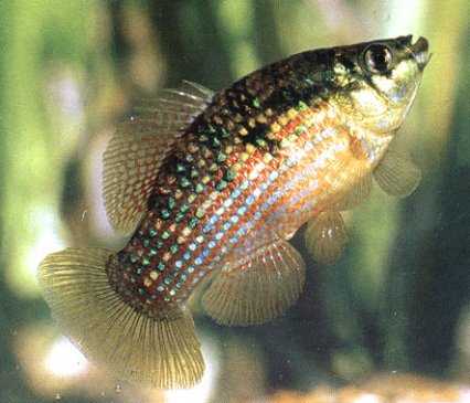 American Flagfish Killie Reg