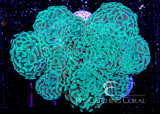 Aussie Mint Green or Blue Branch Hammer