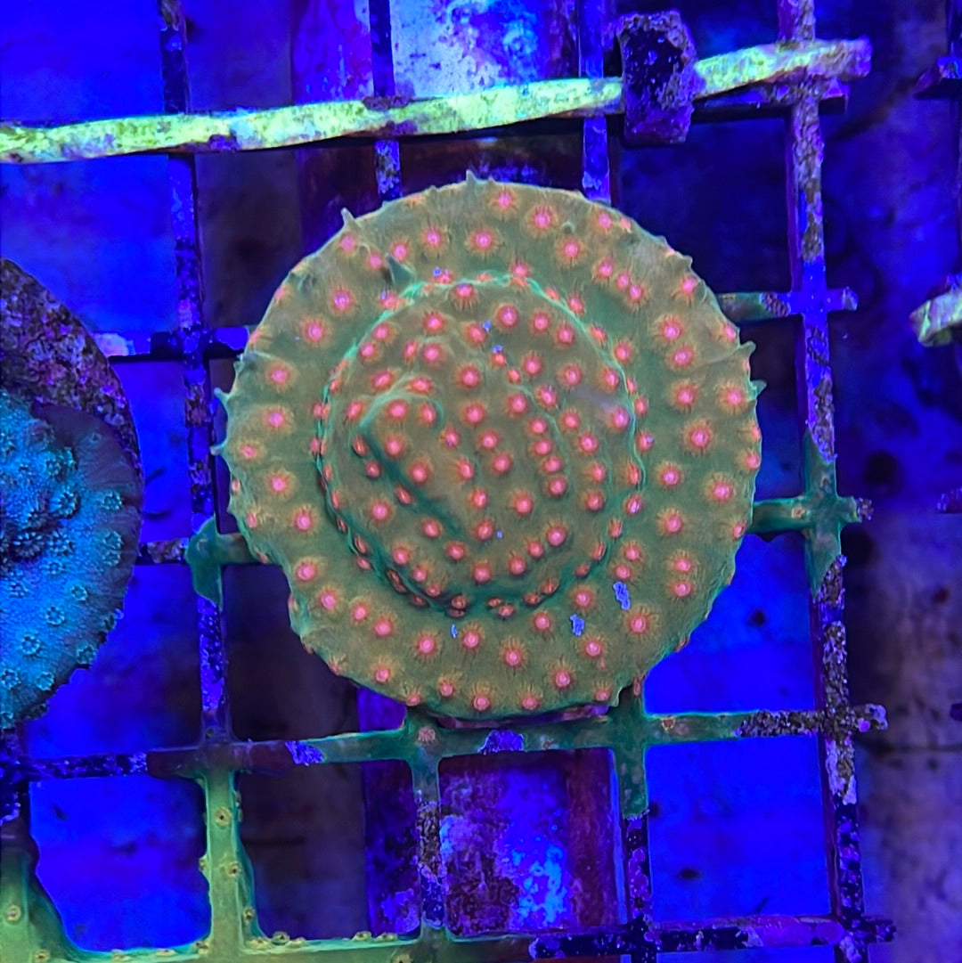 Cyphastrea Coral Frag