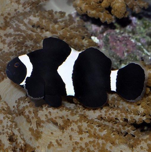 Ocellaris Black Clownfish Jumbo