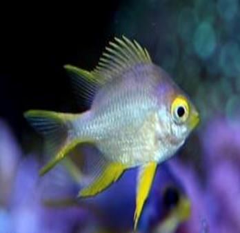 Yellow Staghorn Damsel