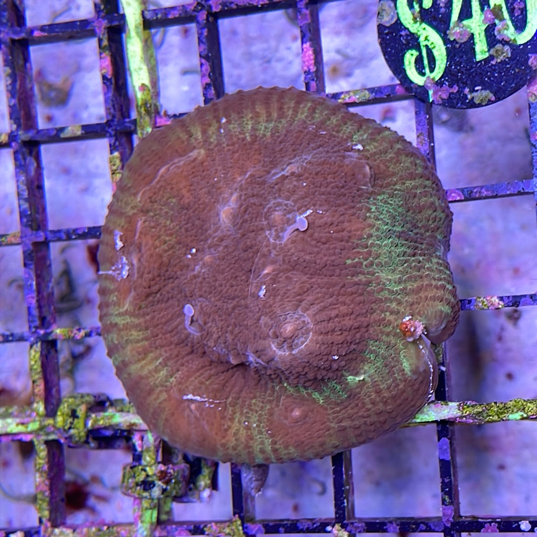 Mix Chalice Coral Frags