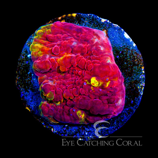 ECC Golden Flame Chalice Frag