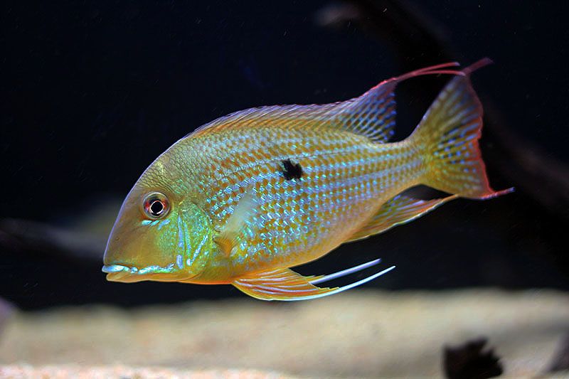 Cichlid Geophagus Surinamensis