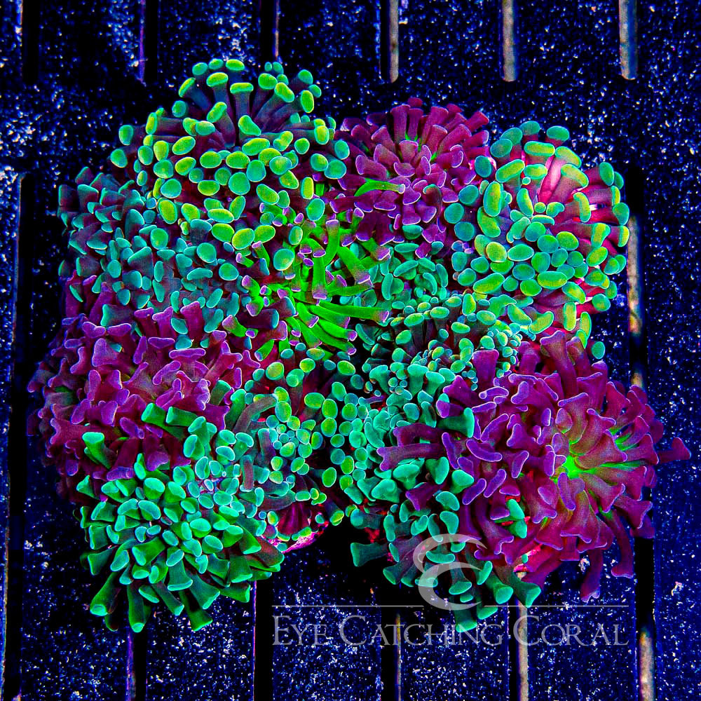 Tri Color Indo Hammer Mini Colony