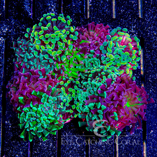 Tri Color Indo Hammer Mini Colony