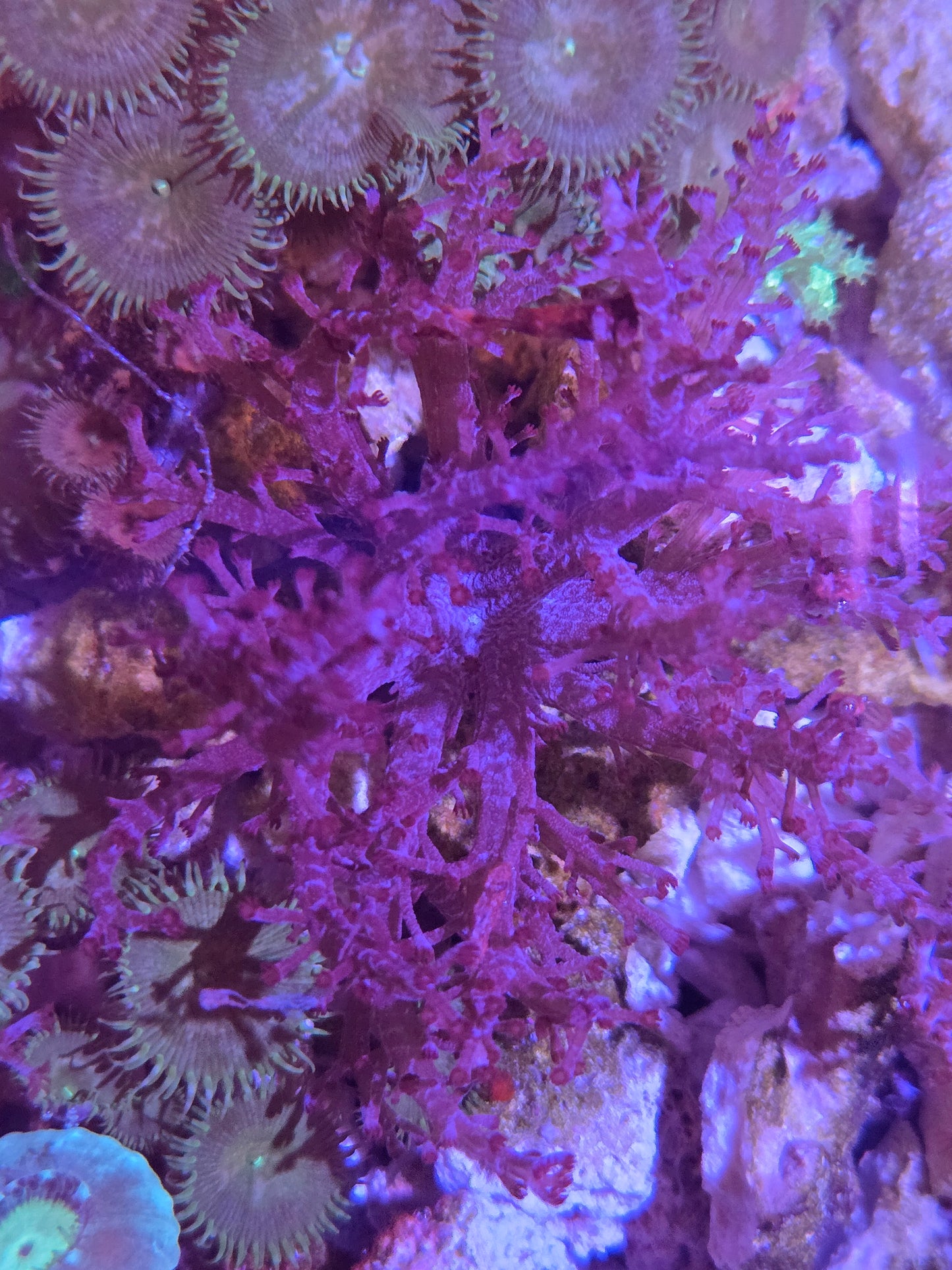 Leather Frag Sm