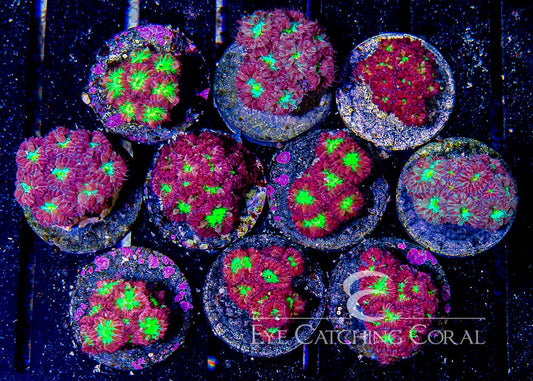 Aussie Blastomussa Merletti Frag