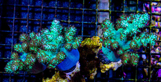 Aquacultured Kenya Tree Colony XLG