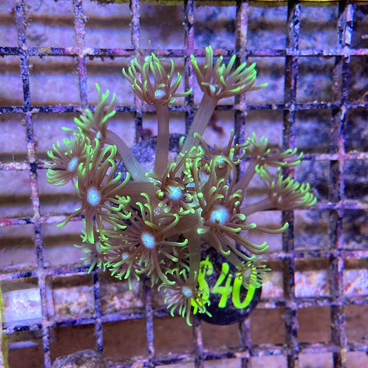 Long polyp Goniopora Mix