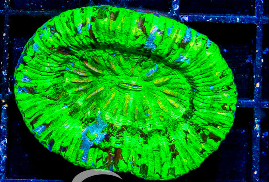 Aussie Neon Green Cone Bottom Trachy