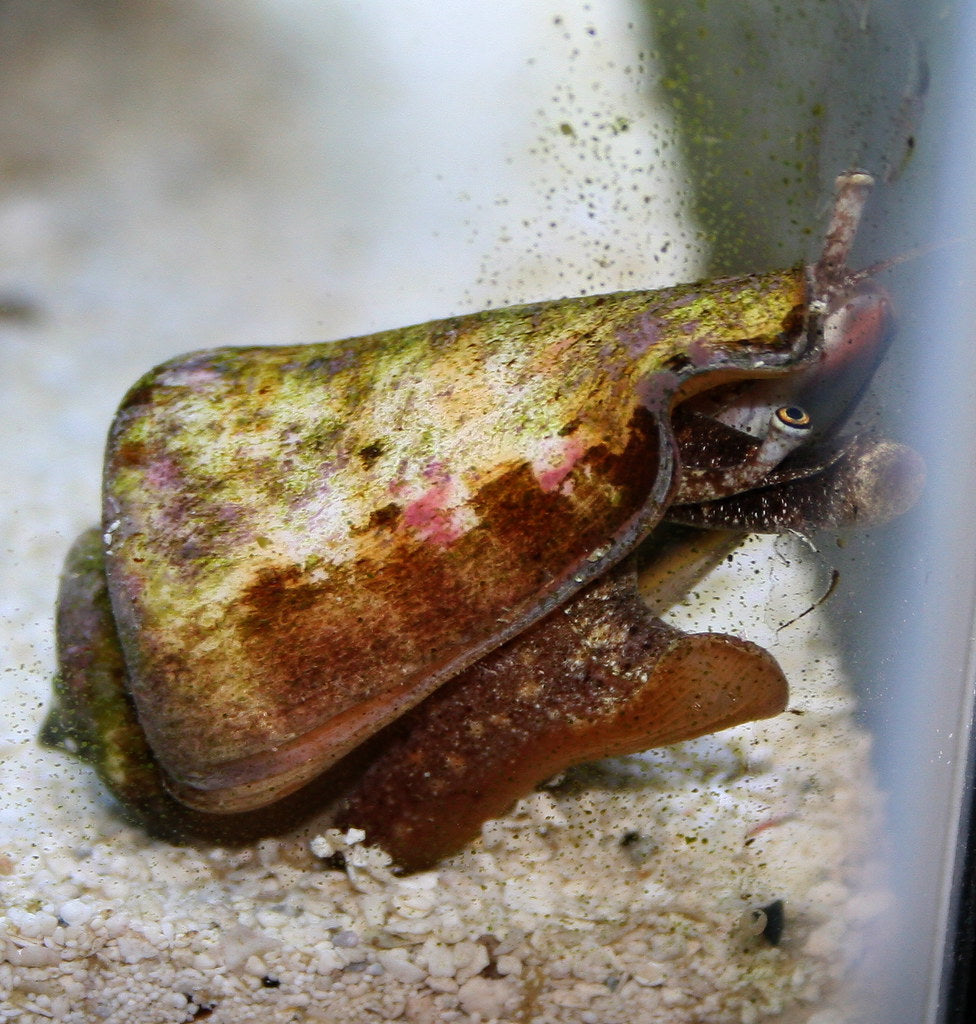 Tiger Sand Conch