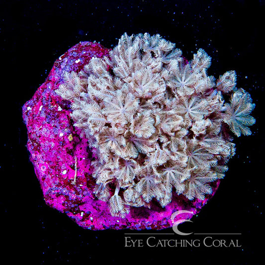 ECC Pulsing Xenia Mini Colony