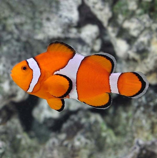 Clown Ocellaris Cultured Med/Lg