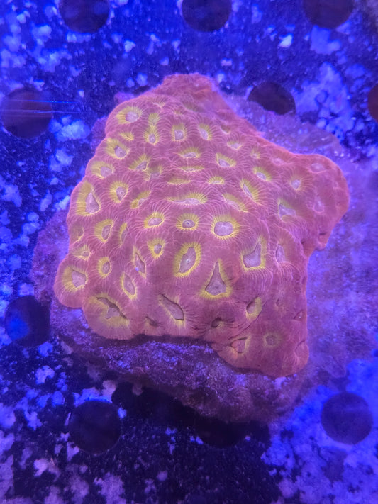 Red Favia Coral