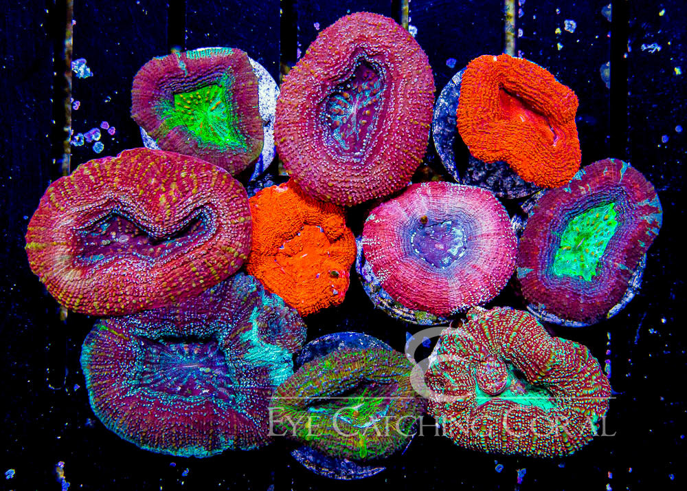 Acan Bowerbanki Frag