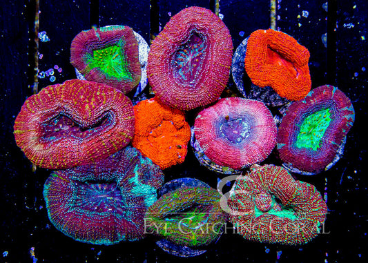 Acan Bowerbanki Frag