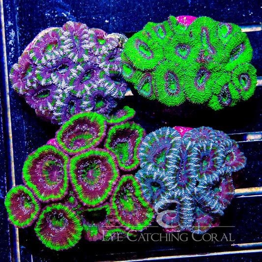 Neon Green Acan Mini Colony