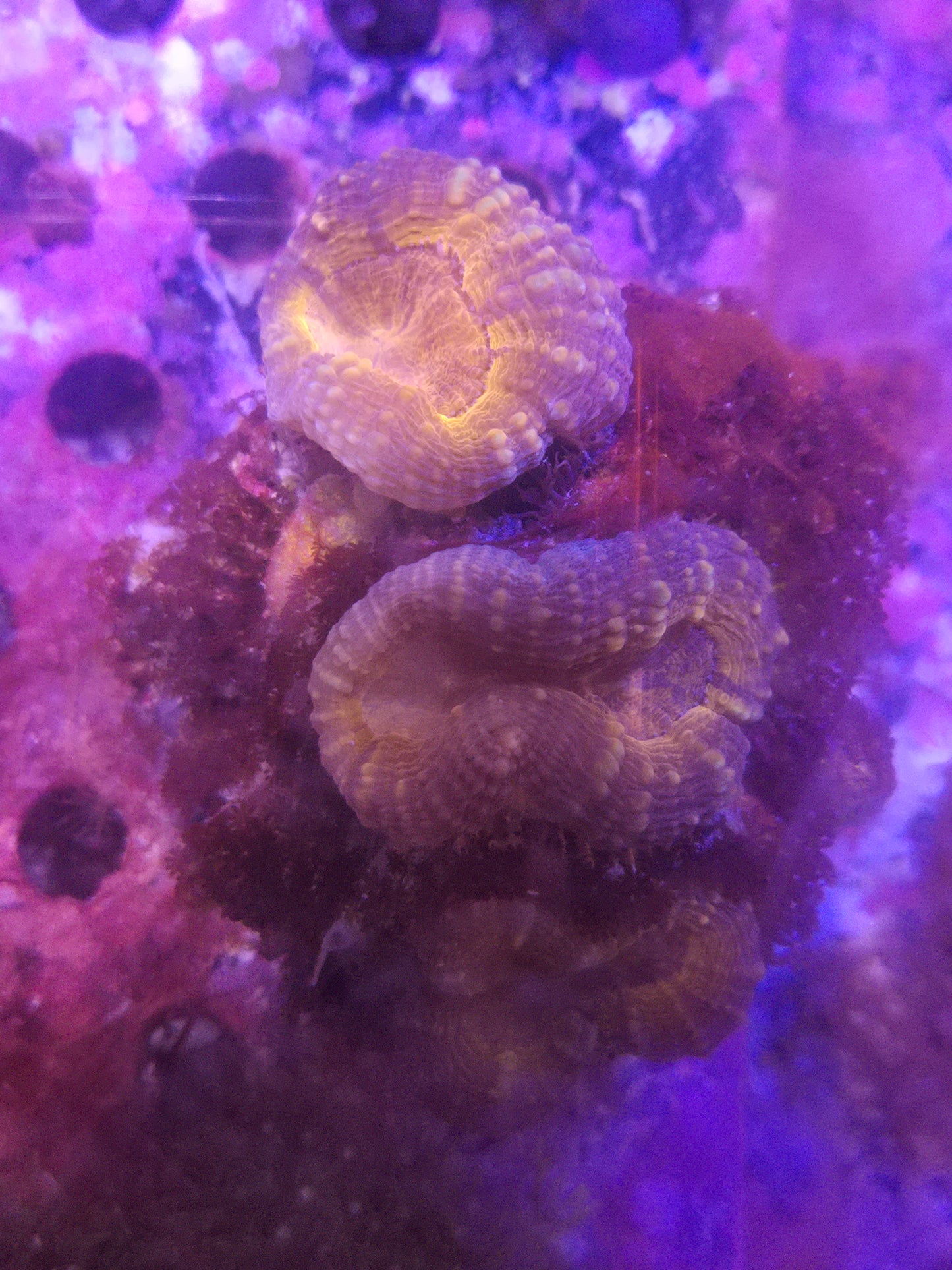 Orange Lobo Brain
