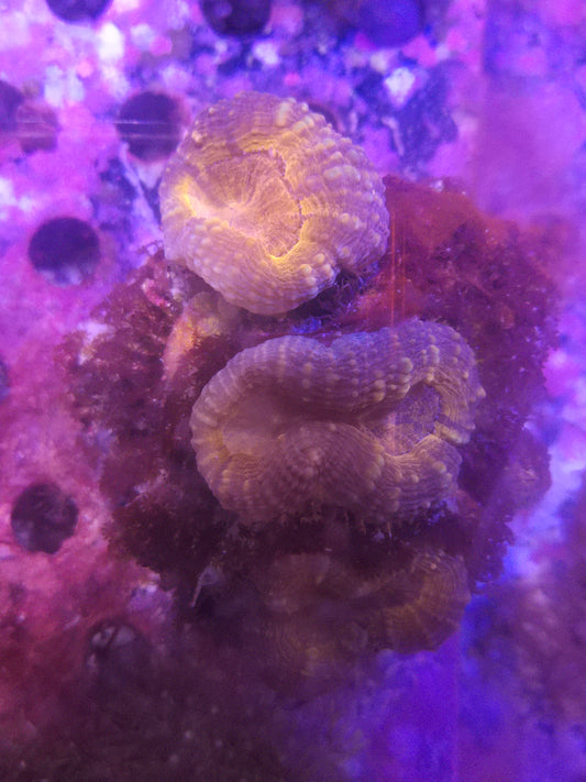Orange Lobo Brain